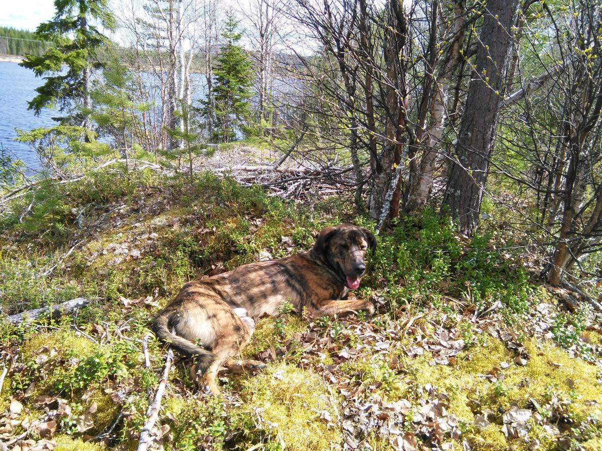 Gafsele Lappland Hostel Vaster Gafsele Luaran gambar